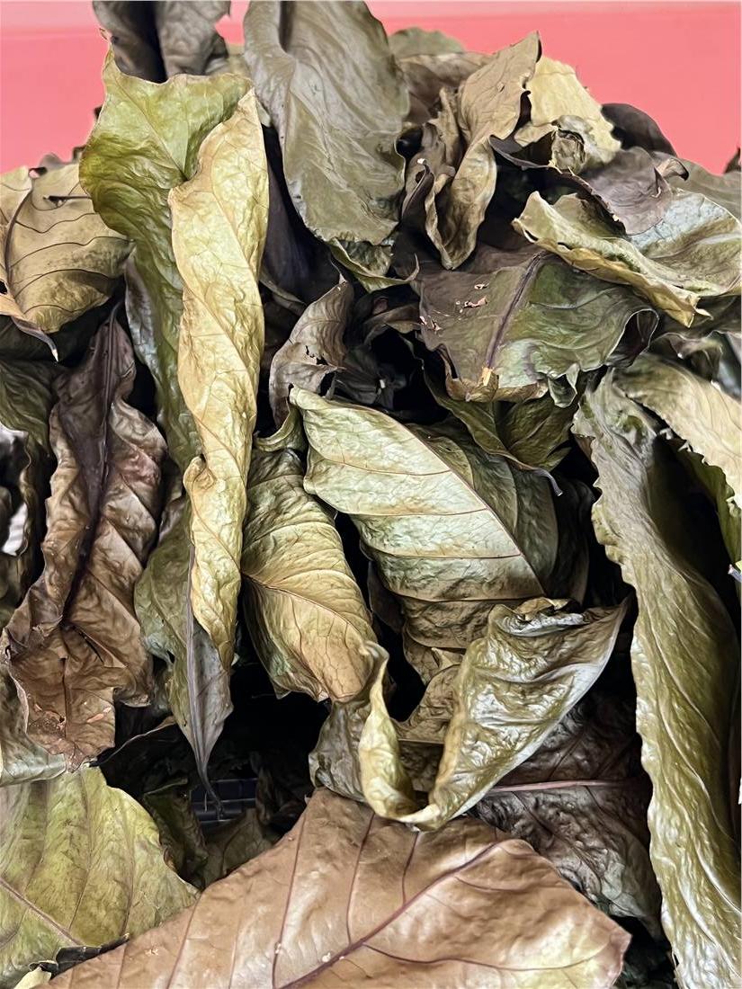 Processed coffee leaves