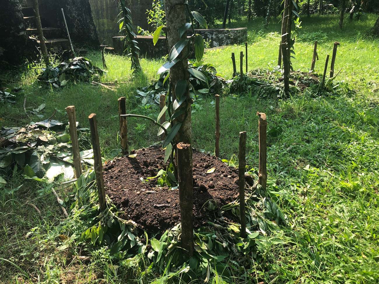 Living root planting at Thumpassery Estate