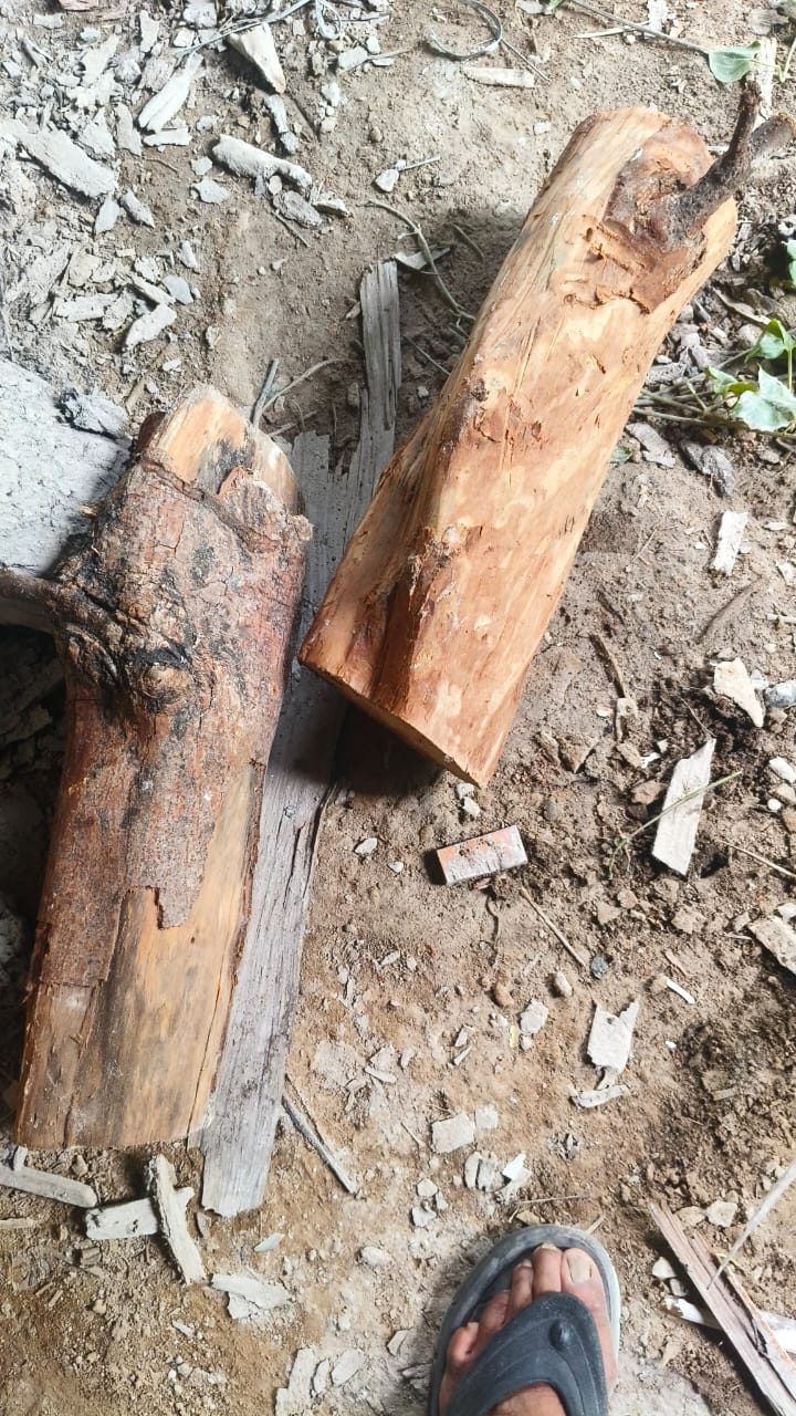 Peeled cinnamon wood logs