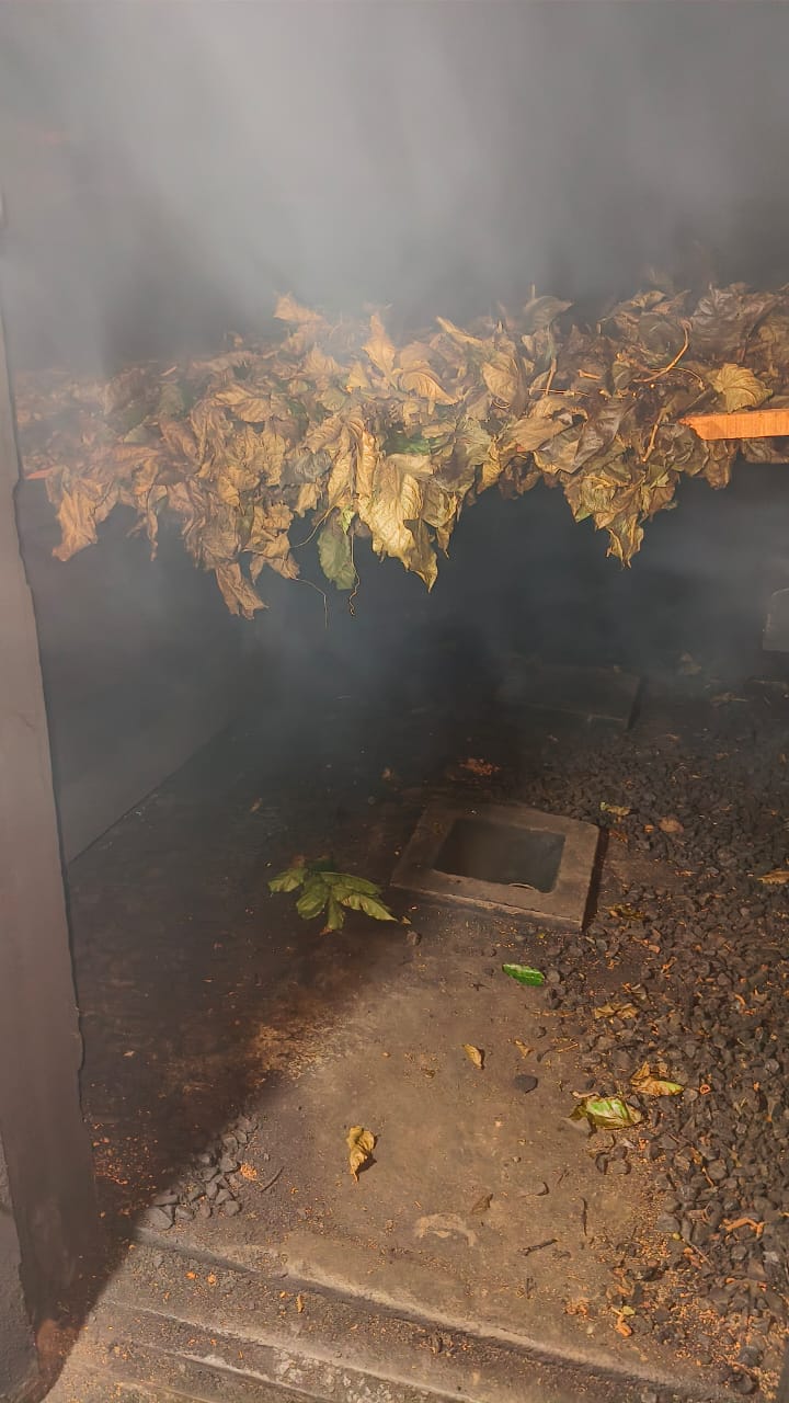 Smoke inside chamber with drying leaves
